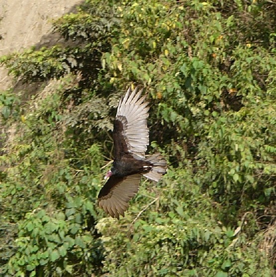 photo de condor